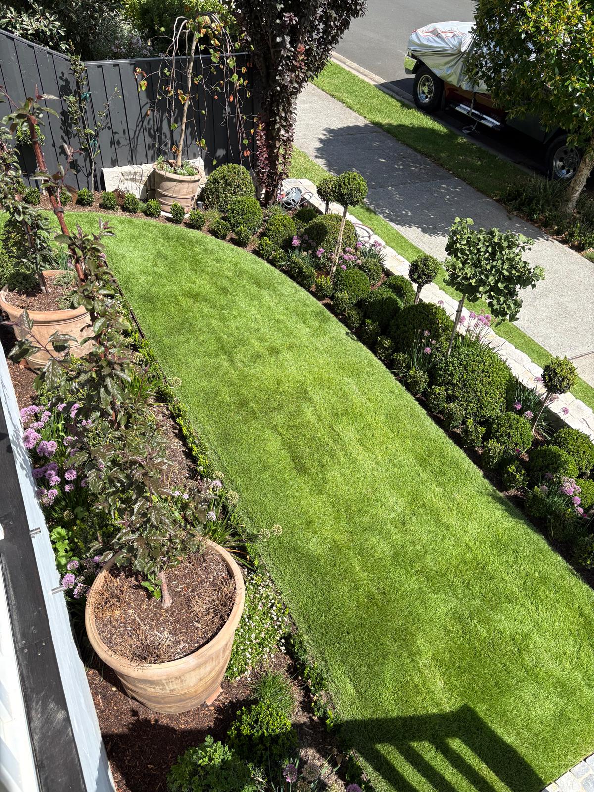 Manicured lawn sweeping between round topiary and flowering garden borders